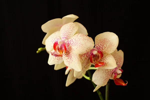 Orchidej květina — Stock fotografie