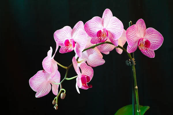 Flor de orquídea — Fotografia de Stock