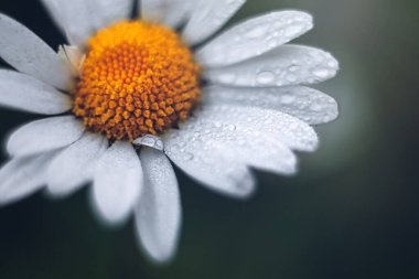 Ormanda papatya çayı. Güzel bir bokeh ile yakın plan. Ve yaprakların üzerine damlıyor.