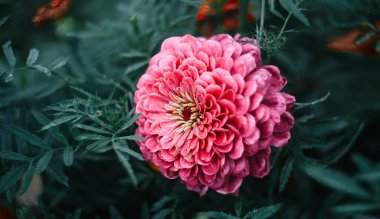 Zinnia çiçeği, arka planda bulanıklık olan yakın plan. Bahçedeki Zinnia çiçeği. Zinia yağmur tarlası. Parlak çiçek