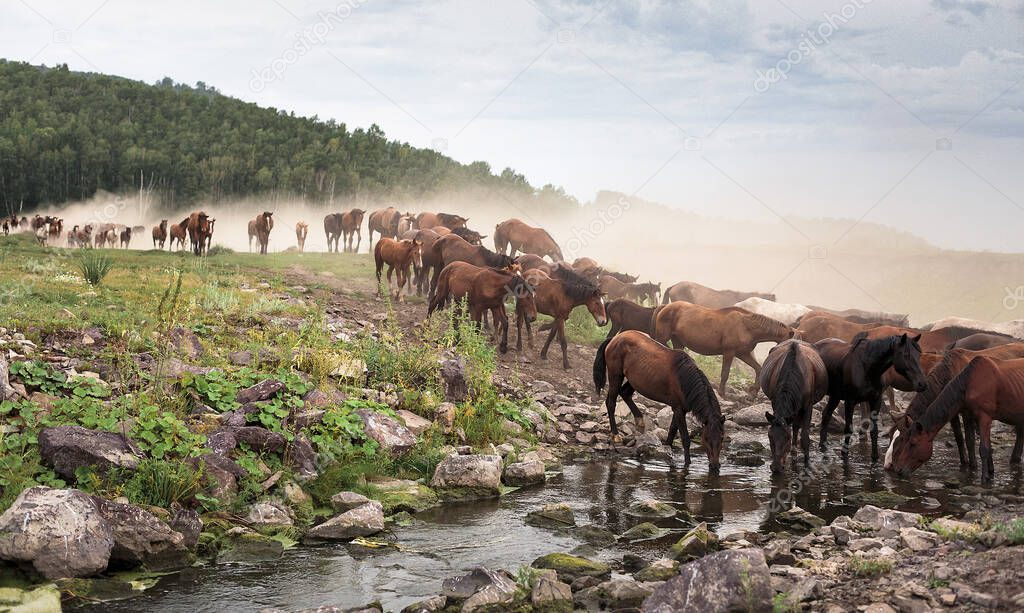 A herd of horses drinking from the river. A herd of horses walks and kicks up dust. 