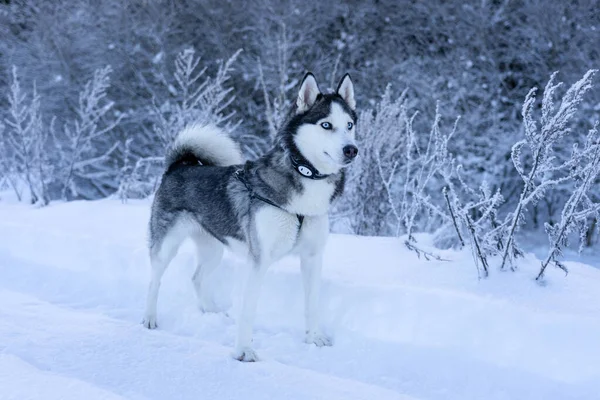 一只狗在雪地里站着哈士奇 望着远方 — 图库照片