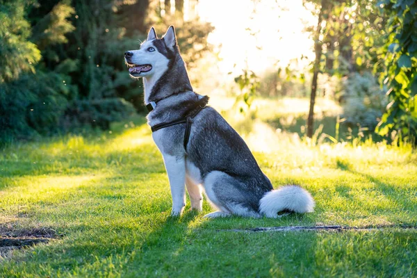 一只狗坐在草地上 目不转睛地看着远方的哈士奇 — 图库照片