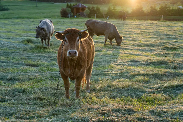 Several Bulls Standing Green Field — Stock Photo, Image