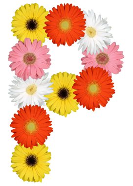 P harfi alfabe üzerinde beyaz izole çiçek üzerinden