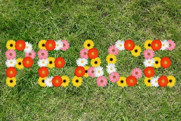 Peace with flowers flower nature meadow grass — Stock Photo, Image