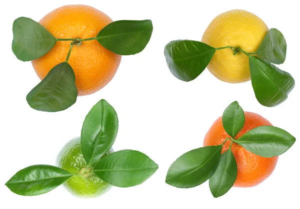 Colección de mandarinas naranjas limones vista superior frutas aisladas —  Fotos de Stock