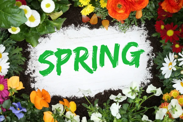 Primavera primavera con fiori fiore — Foto Stock
