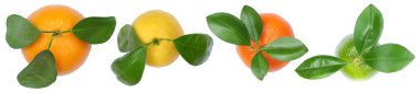 Portakal meyveler limon bir satır üstten görünüm izole o topluluğu