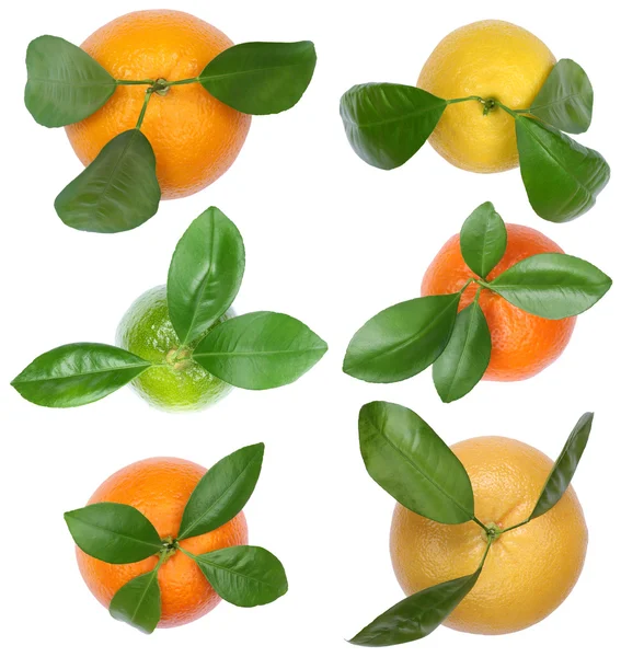 Colección de naranjas mandarinas limones pomelo vista superior fruta —  Fotos de Stock