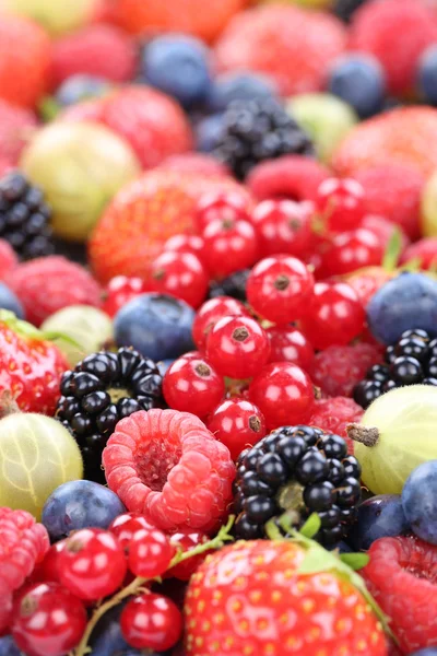 Frutos silvestres recolha de bagas frescas morangos, mirtilos — Fotografia de Stock