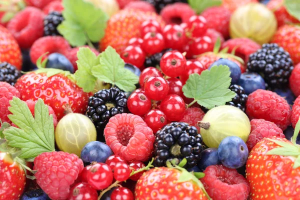 Frutos de la baya recolección de bayas fresas, arándanos frambuesa —  Fotos de Stock