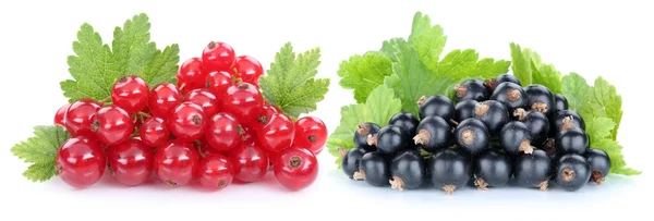 Rote und schwarze Johannisbeeren Beeren frische Früchte Obst Isolat — Stockfoto