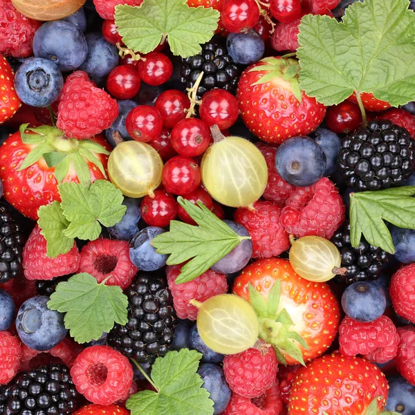Berry meyve çilek meyve toplama çilek, yaban mersini — Stok fotoğraf