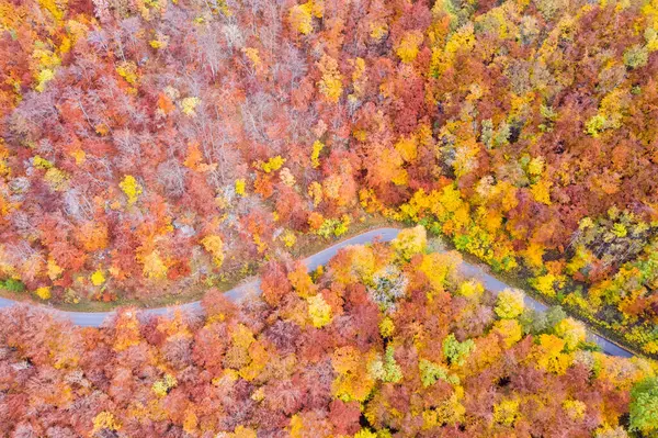 Outono Queda Floresta Madeiras Coloridas Folhas Estação Aérea Foto Vista — Fotografia de Stock