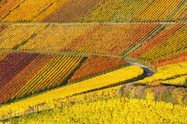 Vineyards Wine Autumn Fall Season Colorful Leaves Nature Germany — Stock Photo, Image