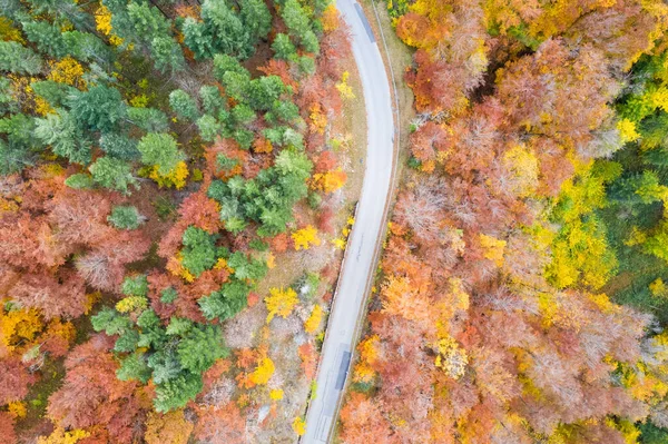 Automne Automne Forêt Bois Coloré Feuilles Saison Vue Aérienne Route — Photo