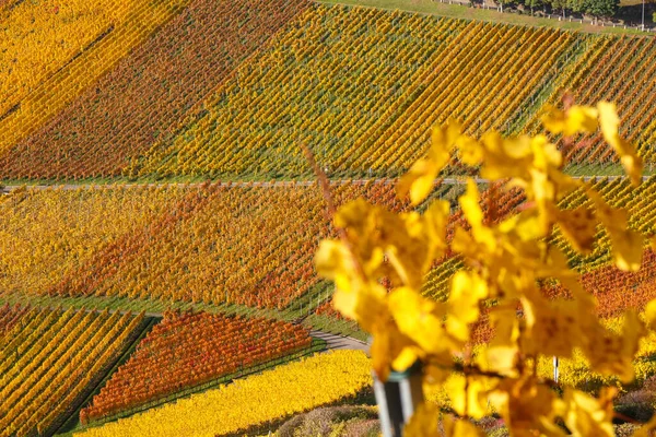 Αμπελώνες Φθινόπωρο Κρασί Φθινόπωρο Εποχή Πολύχρωμα Φύλλα Φύση Στη Γερμανία — Φωτογραφία Αρχείου