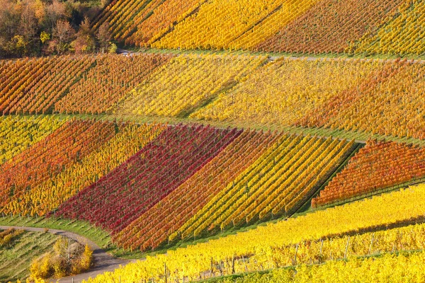 Vineyards Wine Autumn Fall Season Colorful Leaves Nature Germany — Stock Photo, Image