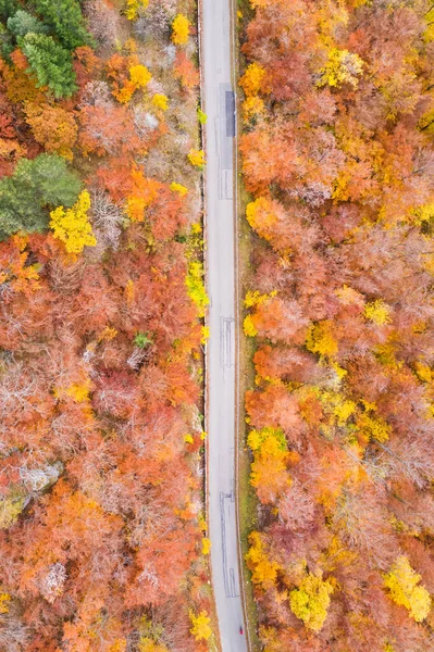 Herfst Herfst Bos Bossen Kleurrijke Bladeren Seizoen Luchtfoto Bekijken Weg — Stockfoto