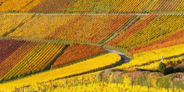Vineyards Wine Autumn Fall Season Colorful Leaves Nature Panoramic View — Stock Photo, Image