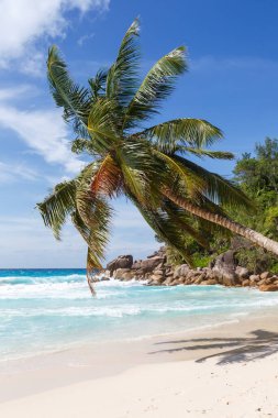 Praslin Adası 'ndaki Seyşeller Anse Georgette plajı. Palmiye portresi tatil deniz turizmi.