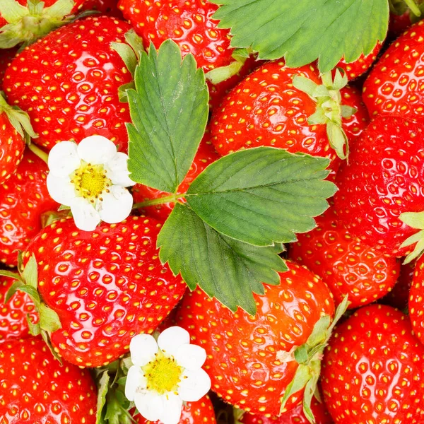 Aardbeien Bessen Vruchten Aardbei Fruit Met Bladeren Bloesems Vierkante Achtergrond — Stockfoto