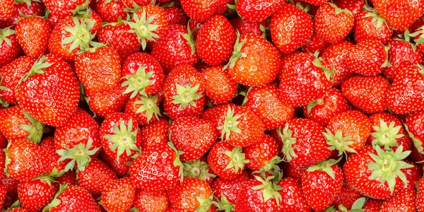 Fresas Frutas Fresas Fruta Vista Panorámica Fondo Alimentos — Foto de Stock