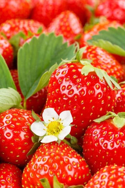 Strawberries Berries Fruits Strawberry Berry Fruit Leaves Blossoms Portrait Format — Stock Photo, Image