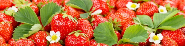 Morangos Bagas Frutas Morango Fruta Com Folhas Flores Vista Panorâmica — Fotografia de Stock