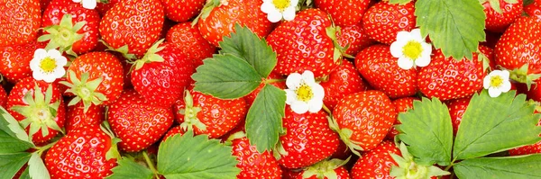 Morangos Bagas Frutas Morango Fruta Com Folhas Flores Vista Panorâmica — Fotografia de Stock