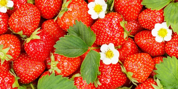 Aardbeien Bessen Vruchten Aardbei Fruit Met Bladeren Bloesems Panoramisch Uitzicht — Stockfoto