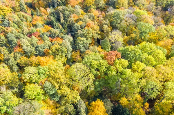 Outono Queda Árvores Árvore Floresta Madeiras Folhas Coloridas Estação Aérea — Fotografia de Stock