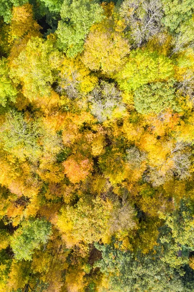 Outono Queda Árvores Árvore Floresta Madeiras Colorido Folhas Estação Aérea — Fotografia de Stock