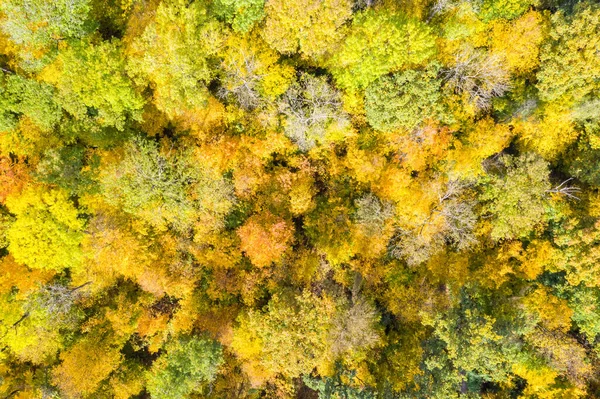 Fundo Outono Queda Árvores Árvore Floresta Madeiras Colorido Folhas Estação — Fotografia de Stock