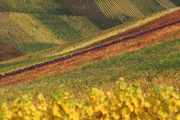 Colorful vineyards with wine in autumn — Stock Photo, Image