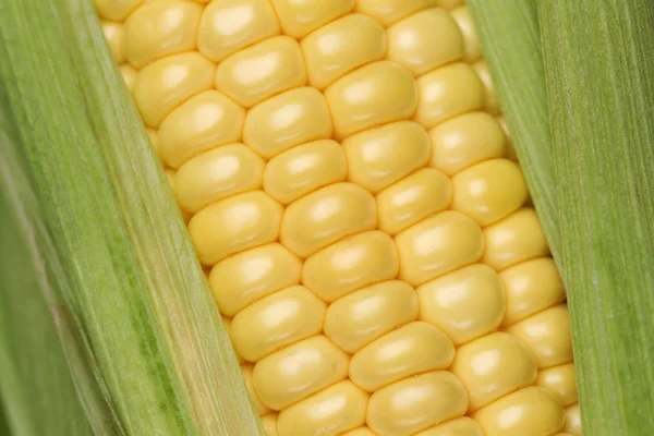 Close up of a corn plant — Stock Photo, Image