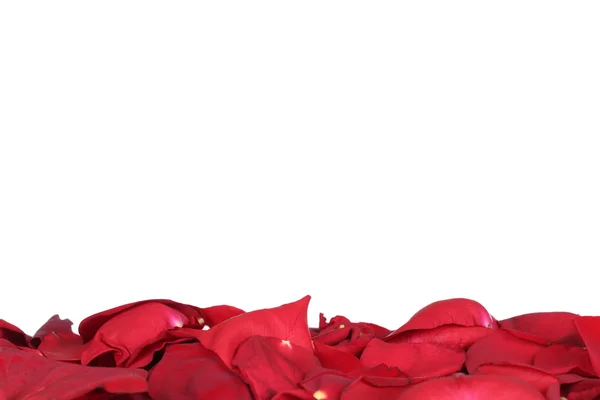 Petali di rose rosse il giorno di San Valentino e madri con copyspac — Foto Stock