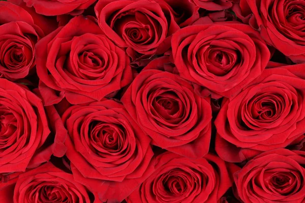 Hintergrund rote Rosen am Valentinstag oder Muttertag — Stockfoto