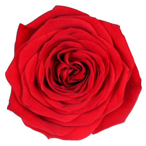 Blossom red rose isolated — Stock Photo, Image