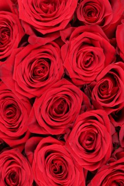 Arka plan kırmızı gül çiçekler doğum günü, Sevgililer veya anneler