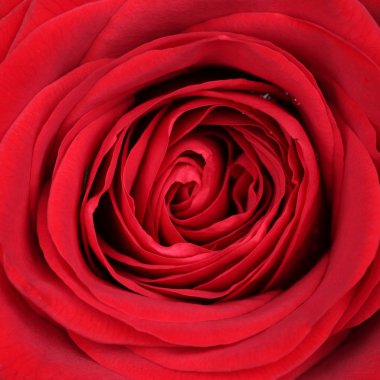 Anneler ve Sevgililer günü veya doğum closeup çiçeği kırmızı gül