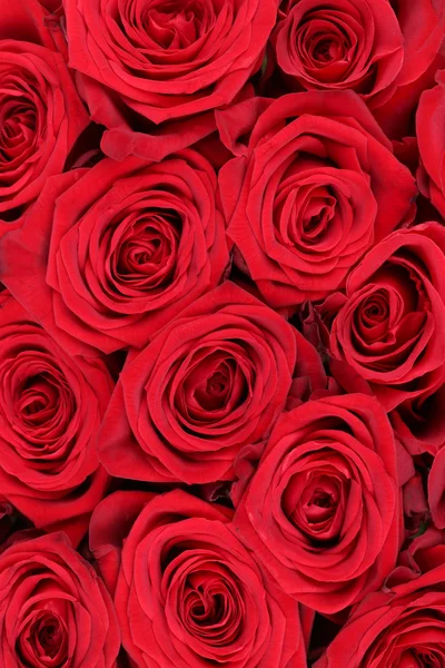 Hintergrund rote Rosen Blumen zum Geburtstag, Valentinstag oder Mütter — Stockfoto