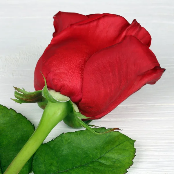 Flor de rosa no aniversário, Dia dos Namorados ou da mãe — Fotografia de Stock