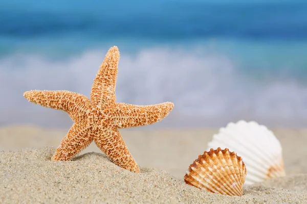 Σκηνή παραλίας το καλοκαίρι στις διακοπές με τα αστέρια και κοχύλια θάλασσας, μπάτσος — Φωτογραφία Αρχείου