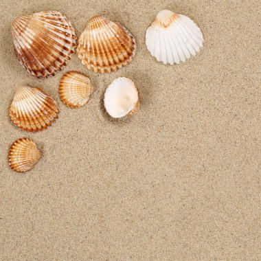 kum, deniz kabukları ve copyspa ile yaz tatil plaj sahnesinde