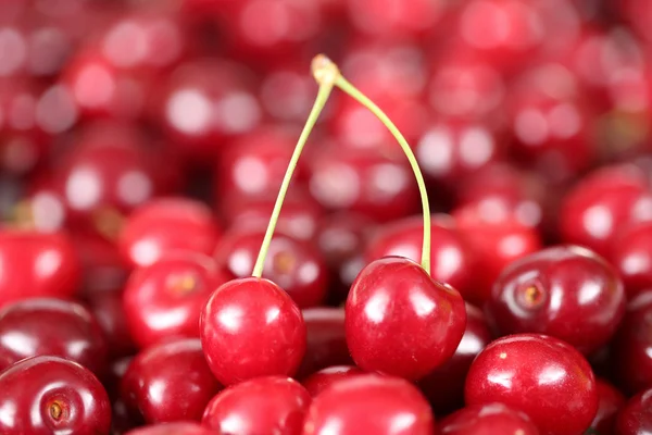 Frutos de cerejas de close-up — Fotografia de Stock