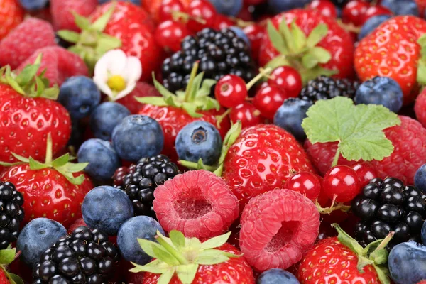 Les fruits des baies se mélangent aux fraises, bleuets et cerises — Photo