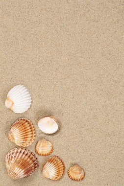 Kum, deniz kabukları ve copyspa ile yaz tatili Sandy beach