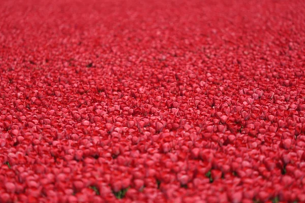 Tulip flower field red tulips flowers spring in Netherlands — Stock Photo, Image